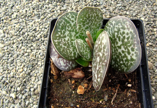 Adromischus maculatus