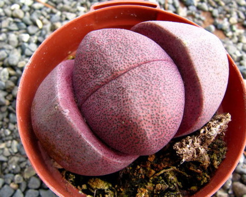 Pleiospilos nelii cv. Royal Flush seeds