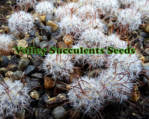 Green columnar Pilosocereus palmerii cactus with golden spines and pale yellow tubular flowers, elegant and hardy.