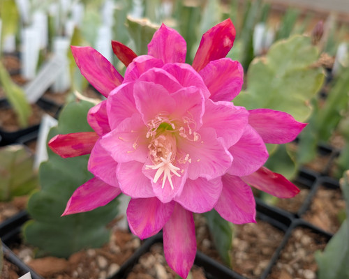 Epiphyllum Grand Baroque with flat arching stems and large layered pink magenta funnel-shaped flowers.