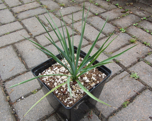 Blue Yucca rostrata ‘Sapphire Skies’, architectural trunk, desert plant, full sun specimen.