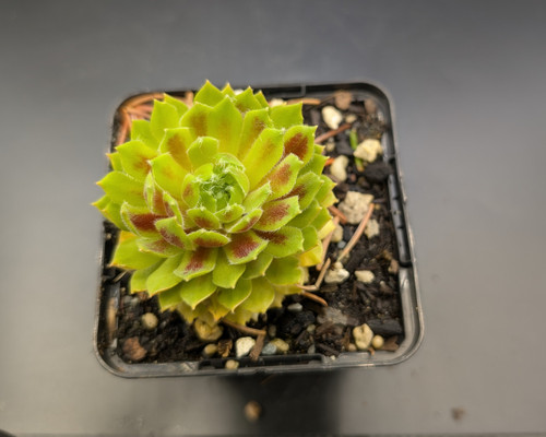 Yellow Sempervivum ‘Lemon Flare’, red-tipped rosettes, alpine succulent, colorful rock garden plant.