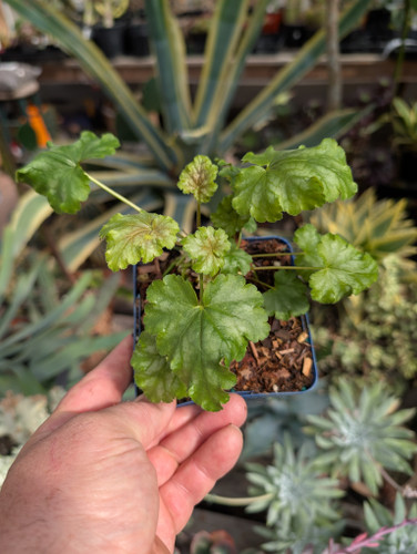 Heuchera pink flowers, airy stems, green foliage, flowering shade perennial