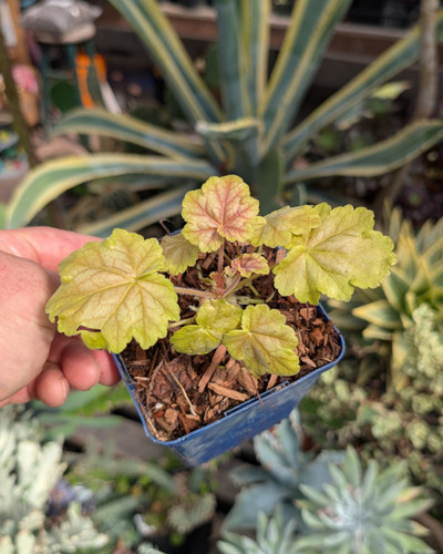 White flowering Heuchera, green gold foliage, airy stems, shade perennial