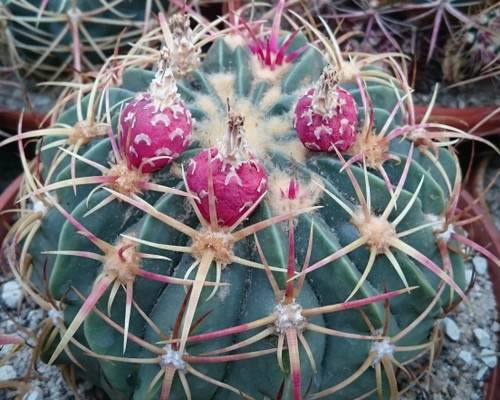 Ferocactus macrodiscus flat barrel cactus, pink flowers, low growing desert cactus, rare cacti