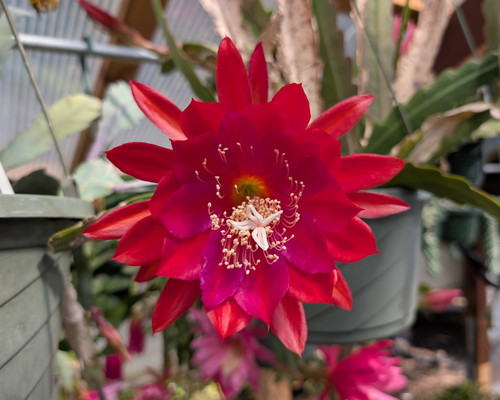 Epiphyllum Puento Vallato rooted cutting with flat stems, orchid cactus tropical succulent