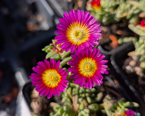 Delosperma Hot Pink Wonder flowering in sunny drought tolerant rock garden