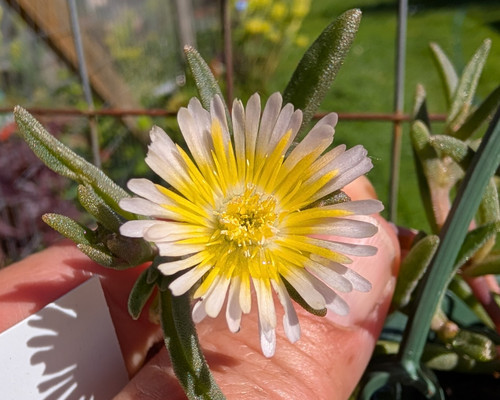 Delosperma Limoncello Wonder with lemon yellow flowers in gravel garden