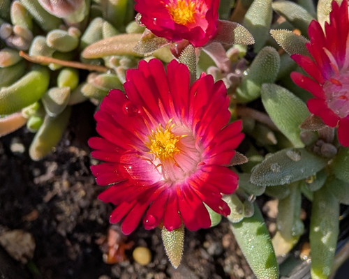 Delosperma Jewel of the Desert Grenade with magenta red flowers in rock garden