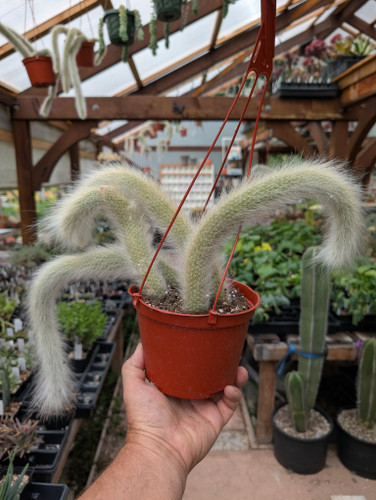 Monkey Tail Cactus with long white hairy stems and bright red flowers in hanging basket
