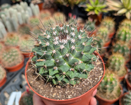 Mammillaria melanocentra rubrograndis cactus with bright red spines and pink flowers