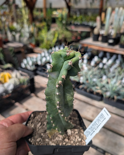 Cereus forbesii Spiralis spiral cactus with twisting blue-green columns in modern desert garden