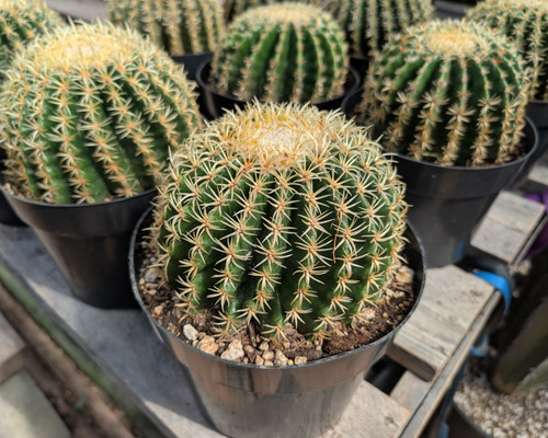 Short-spined Golden Barrel Cactus with symmetrical ribs and compact golden spines growing in a decorative pot.