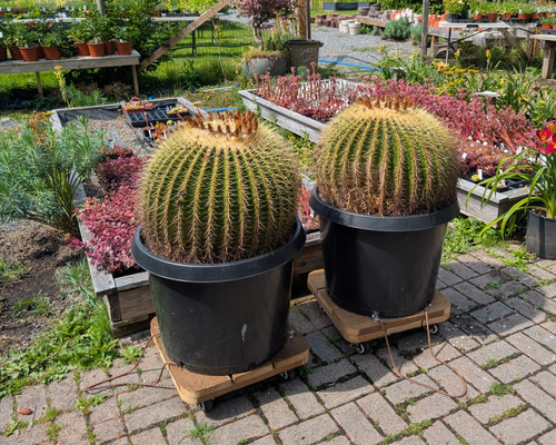 Golden Barrel Cactus with perfectly rounded form and dense golden spines growing in a decorative pot.