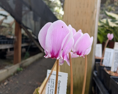 Cyclamen hederifolium (Silver Leaf form)
