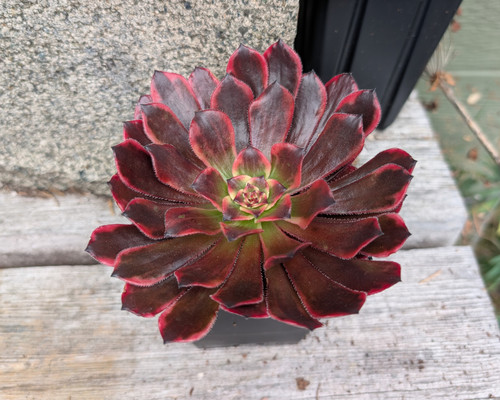Aeonium ‘Evening Glow’ with colourful fleshy leaves forming bold ornamental succulent rosettes.