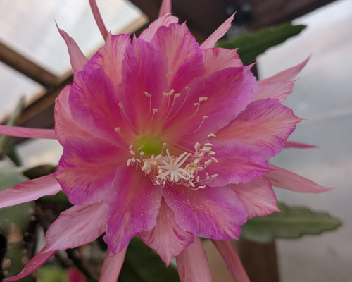 Epiphyllum 'Circus Circus' orchid cactus displaying large lavender-purple, pink, and orange tropical flowers.