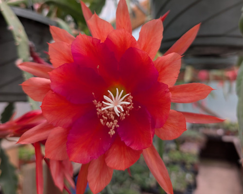 Epiphyllum 'Bumkin' orchid cactus flower with ruby-red petals, purple edges, and coral-orange outer petals.
