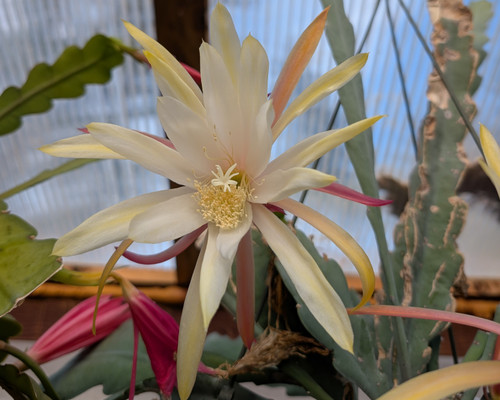 Epiphyllum 'Bernard Paetz' orchid cactus displaying large ivory-white flowers with yellow and peach petals.