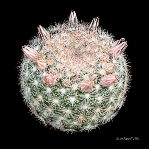 Mammillaria candida Snowball Cactus with dense white spines and delicate pink flowers.