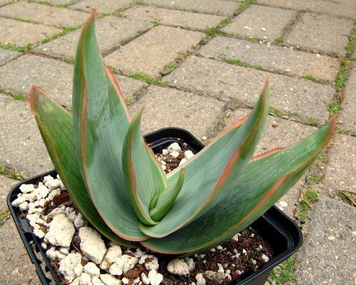 Aloe striata 'Pink Rim'