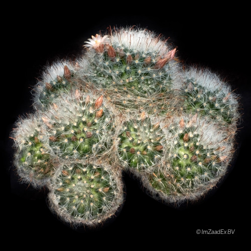 Mammillaria bocasana crema Powder Puff Cactus with silky white spines and creamy flowers.