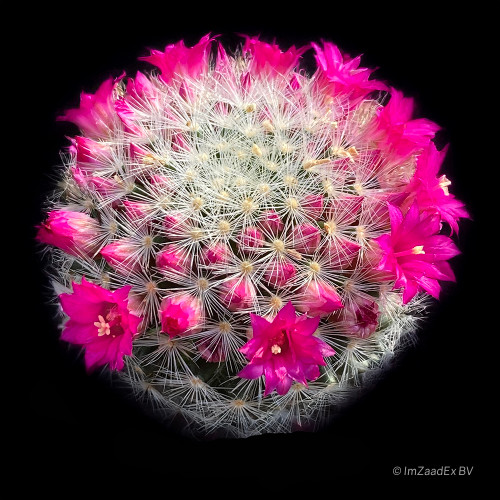 Mammillaria laui dasyacantha cactus with fine white spines and delicate pink flowers.