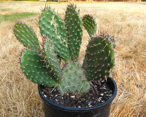 Opuntia polycantha 'Purple Desert' Pad