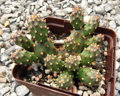 Opuntia fragilis ‘Bronze beauty’