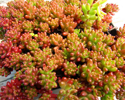 Coral-red Sedum album ‘Coral Carpet’, dense groundcover, tiny succulent leaves, rock garden.