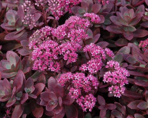 Sedum Firecracker red succulent groundcover with burgundy foliage and pink flowers drought tolerant perennial