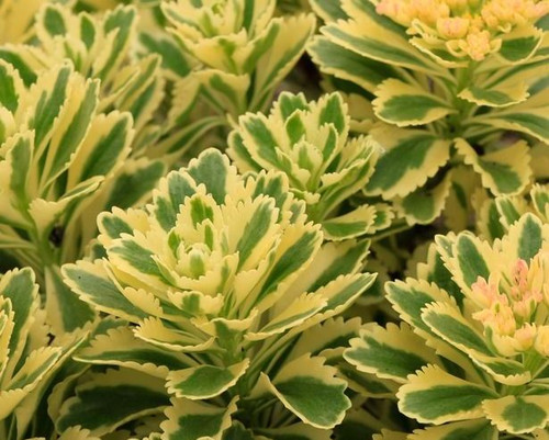 Sedum Atlantis variegated succulent groundcover with yellow green foliage hardy drought tolerant perennial