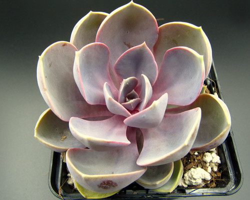 Purple Pearl echeveria with compact lavender-purple rosettes growing in a decorative succulent container.
