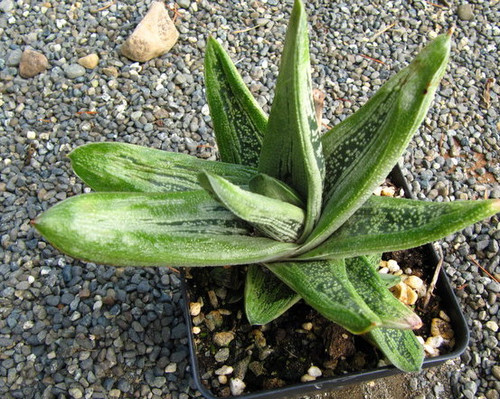 Gasteria 'Little Warty'