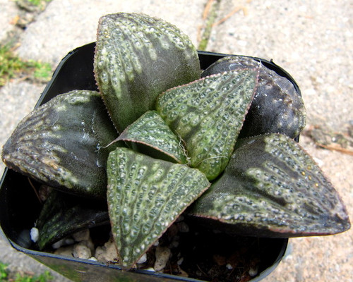 Haworthia hybrid ‘Kishi’