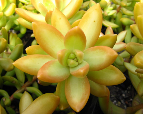 Sedum nussbaumerianum (2 cuttings)