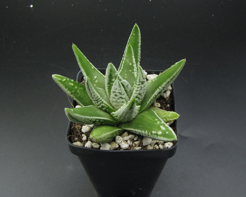 Haworthia pumila 'Emperor'