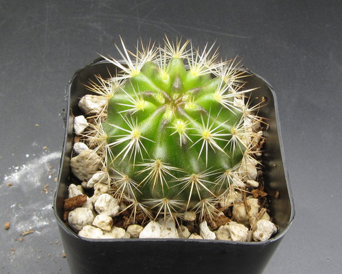 Neoporteria coimasensis KK1554