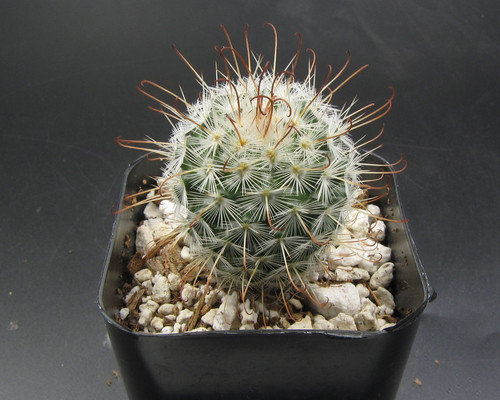 Mammillaria bombycina