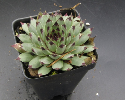 Sempervivum calcareum 'Sir William Lawrence'