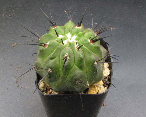 Copiapoa dealbata