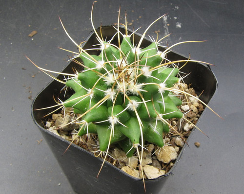 Mammillaria compressa v. robustspina