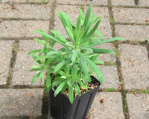 Chartreuse Euphorbia wulfenii blooms, blue-green foliage, architectural Mediterranean plant, spring flowering.