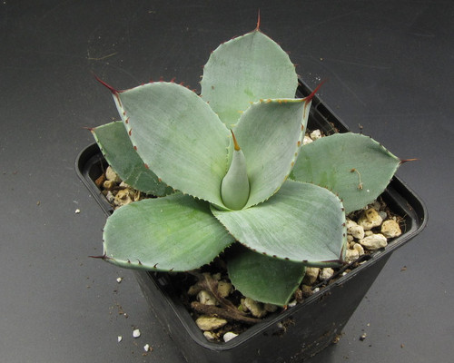 Agave parryi trucata