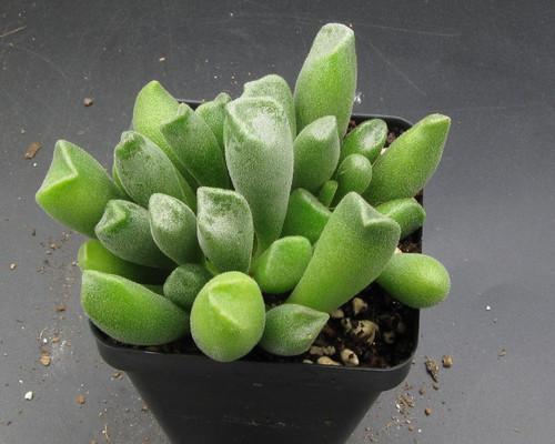 Adromischus Cristus var. schoiandii