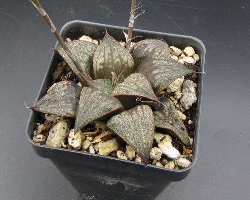 Haworthia splendens hyb. ATARASI-10 N242