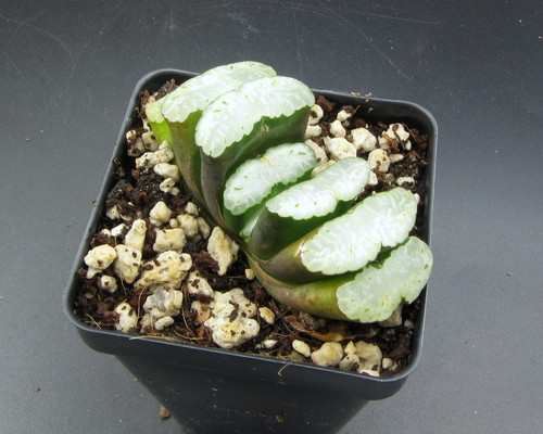 Haworthia truncata hyb. 'Umino Howalto' N216