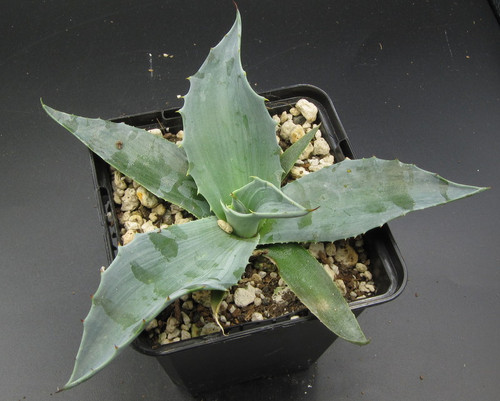 Agave ovatifolia Frosty Blue with powder blue leaves in drought tolerant xeriscape garden