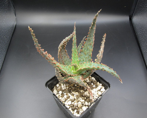 Aloe hyb. 'Piranha'