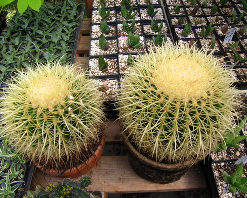 Echinocactus grusonii ( Golden Barrel) seeds